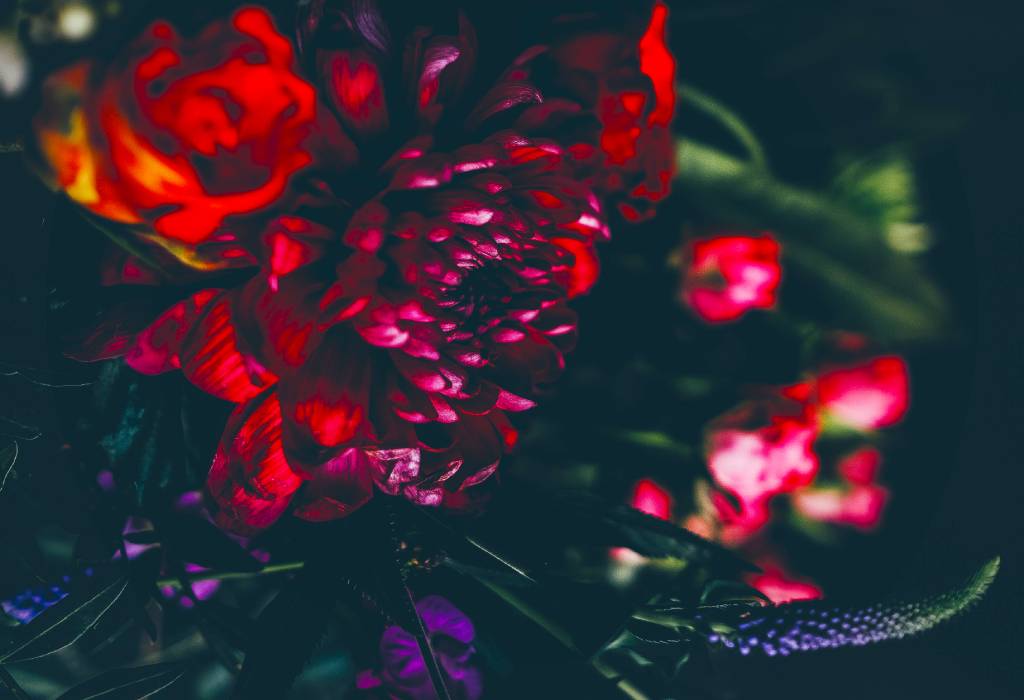 Designer Spotlight: Royal Botanicals