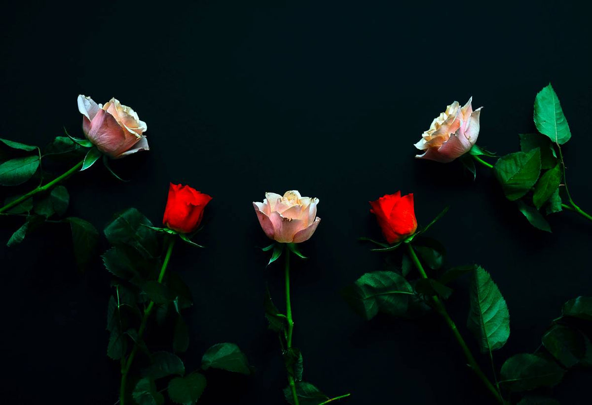 Designer Spotlight: Roots Rose Radish
