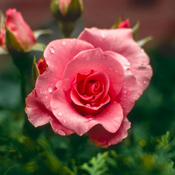 Daughter of the Land | The Oil: Rosehip Bloom for Face, Body + Hair | Firecracker